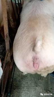 与母猪交配视频,揭秘繁殖奥秘